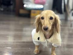 -特一安24小时宠物医院·骨科·中兽医