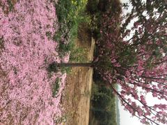 天王镇浮山樱花园-天王浮山樱花园