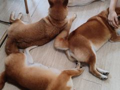 -柴犬高等学院·狗咖·柴犬售卖·宠物训练