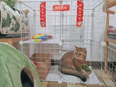 -瑞派宠物医院·内科·软组织·绝育中心(沈阳八纬路分院)