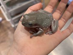 -酷以爬仙阁实体爬宠店·守宫·蜥蜴·专业繁育