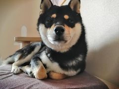 -喜柴咖啡·柴犬狗咖