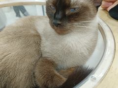 -喵园·猫主题咖啡厅·撸猫·猫咖(国贸店)