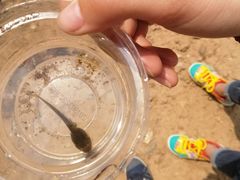 -黄金寨原生态旅游区