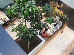 -大树餐厅(红旗街万达店)