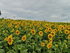 -苏州湾体育公园