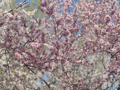 -桃花堤公园