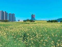 -光明小镇欢乐田园