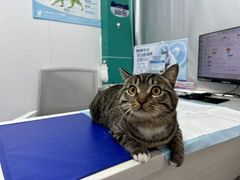 -博特宠物医院24h犬猫全科.骨科·异宠