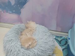 -糯米喵星人总部直营旗舰店·猫舍·幼猫出售