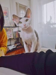 -复古绿·少女主题美甲美睫