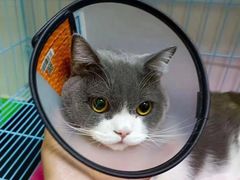 -芭比堂动物医院·犬猫全科·异宠专科(雁塔分院)