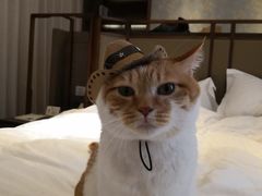 -帐篷客·溪龙茶谷度假酒店