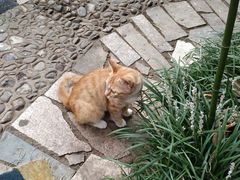 -小仙居·农家宴烤羊· 农庄