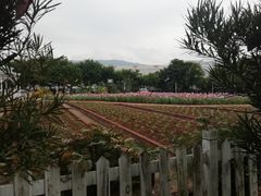 -玫瑰小镇