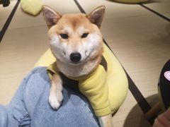 -逗柴咖啡屋·狗咖猫咖宠物桌游