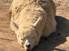 -新疆天山野生动物园