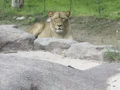 -北京野生动物园