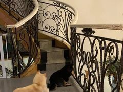 -喜柴咖啡·柴犬狗咖