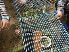 -大自然农场蔬菜草莓采摘园