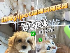 -翊宠yipet猫狗购宠庄园犬舍•猫舍