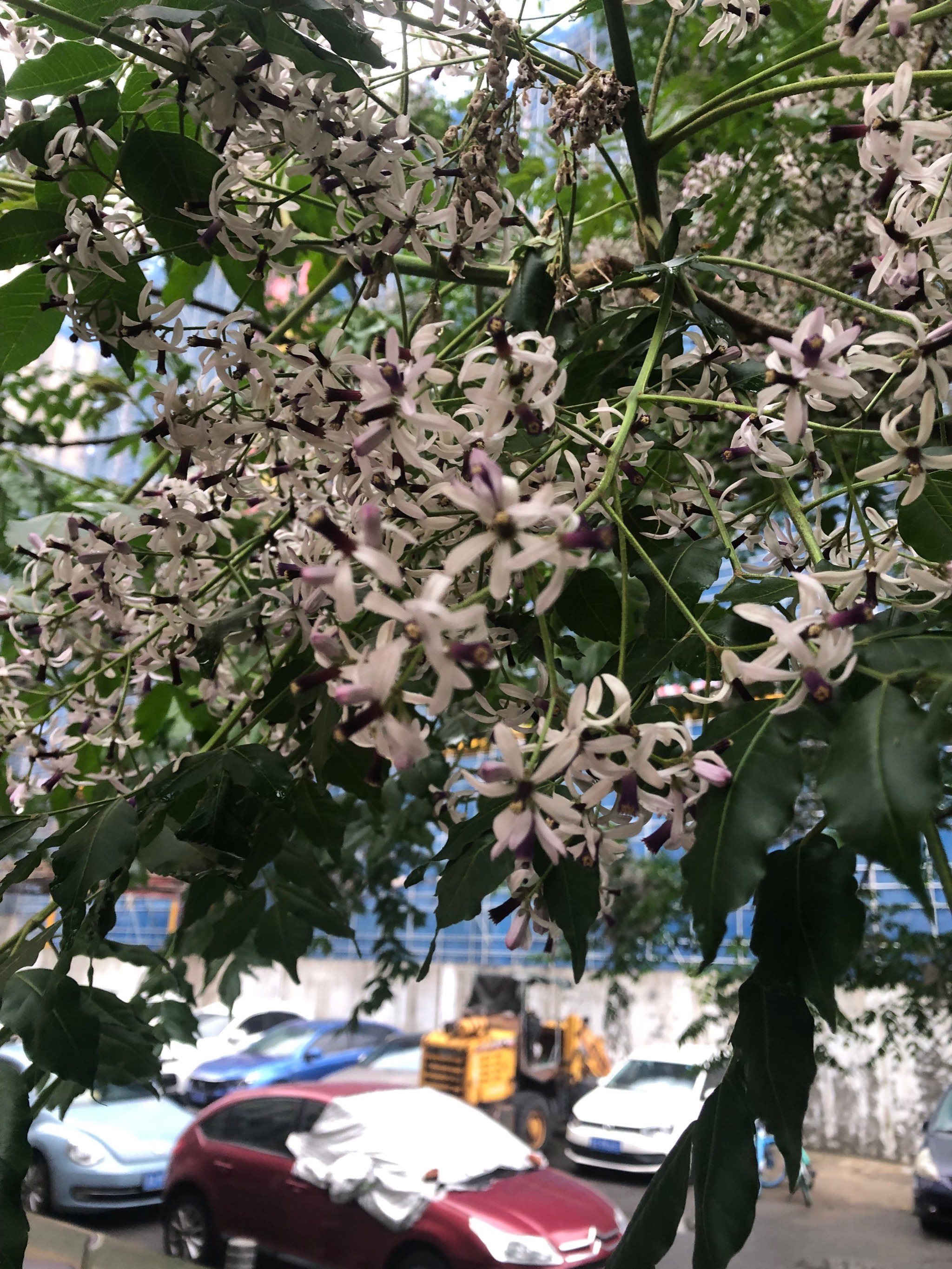 苦炼树开花图片