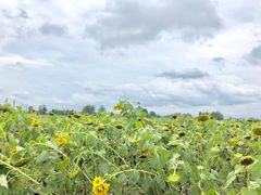 -中国天府农业博览园