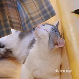 北京探店｜猫咪后院实现撸猫自由🐱