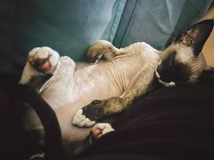 -宠颐生宠物医院·心肾内科·猫专科诊疗中心宠巢店