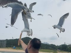 -海驴岛(荣成市)