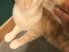 -飞行喵MR PILOT|猫舍·猫咖(静安大融城店)