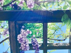 -上海鲜花港