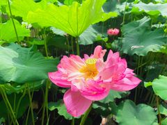 -陈家山荷花公园