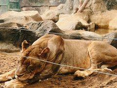 -清迈夜间动物园