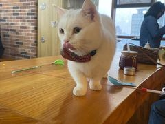 -蓝鲸·缅因猫舍