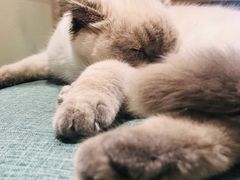 -藏猫猫咖啡主题馆(中央大道店)