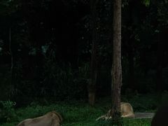 -清迈夜间动物园