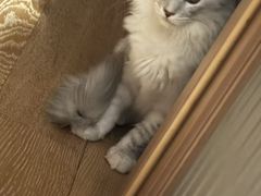 -博特宠物医院24h犬猫全科.骨科·异宠
