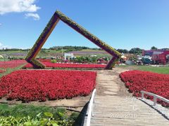 -莲花山花海