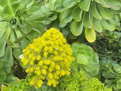 -墨尔本皇家植物园