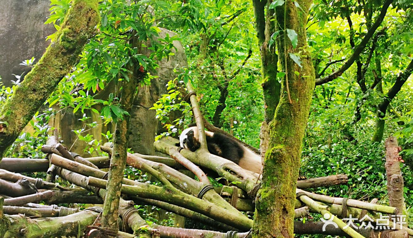 闯入熊猫🐼睡眠王国？[害羞]