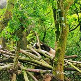 闯入熊猫🐼睡眠王国？[害羞]