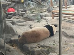 -武汉动物园
