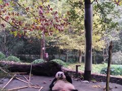 -都江堰中华大熊猫苑