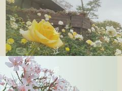 -香蜜公园