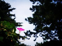-八大关景区