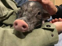 -藦茜花园宠物主题亲子互动体验馆(国顺东路店)