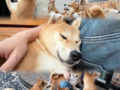 -柴犬高等学院·狗咖·柴犬售卖·宠物训练