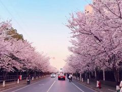 -高东镇樱花园