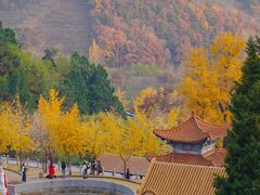 -遵化市禅林寺古银杏风景园